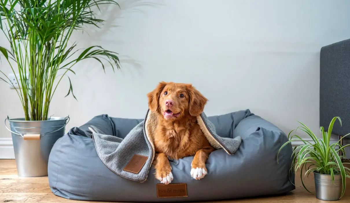 A dog chilling on stylish pet beds