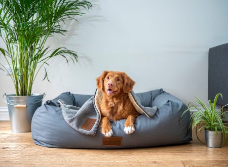 A dog chilling on stylish pet beds
