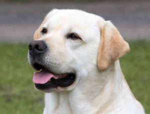 Labrador Retriever - face look - Top 4 dog breeds to adopt: