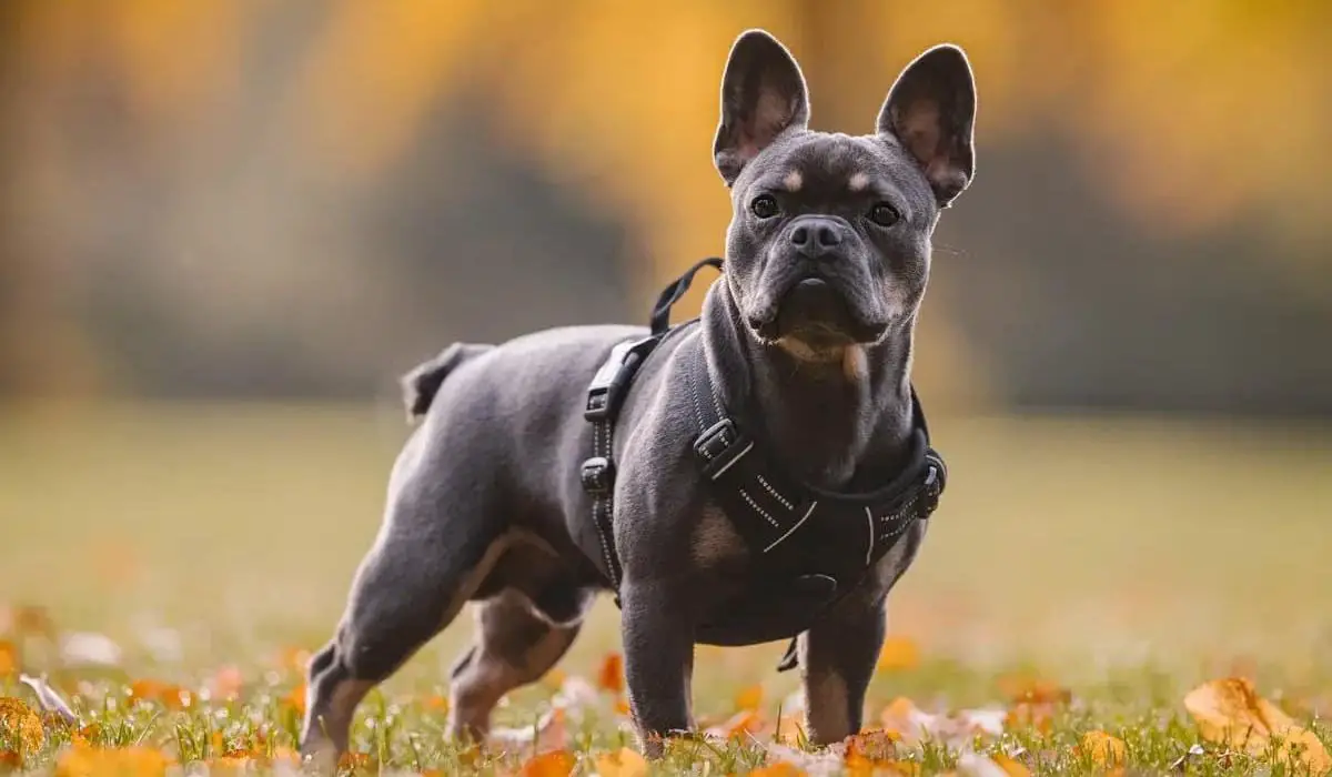 Top 4 dog breeds to adopt. french-bulldog
