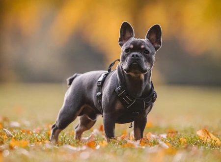 Top 4 dog breeds to adopt. french-bulldog